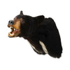 Black Bear Shoulder Mount, Furnishings, Taxidermy, Bear