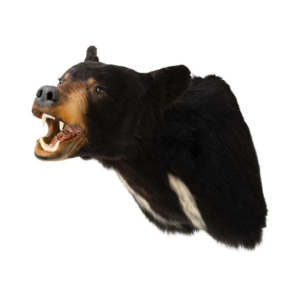 Black Bear Shoulder Mount, Furnishings, Taxidermy, Bear