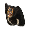 Black Bear Shoulder Mount