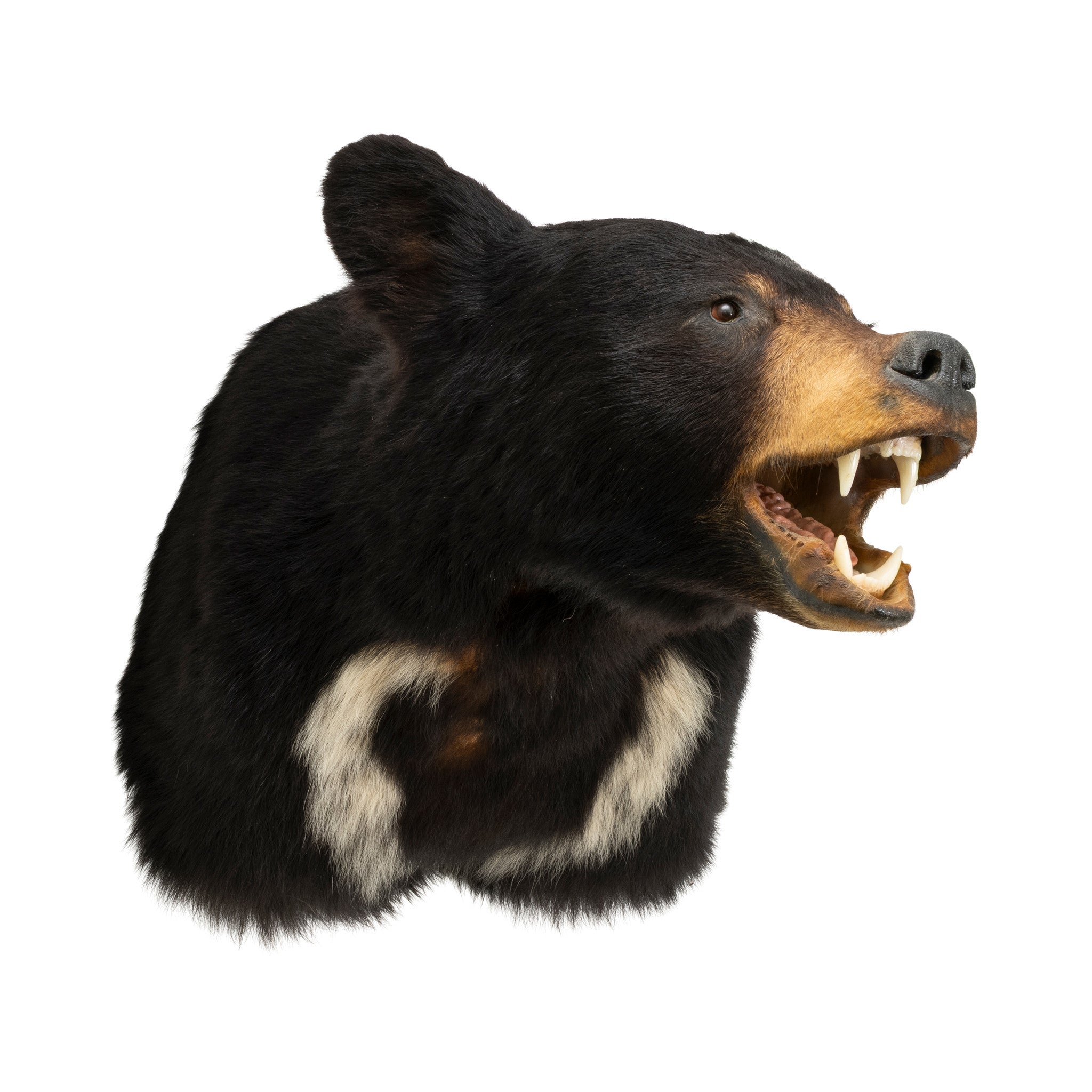 Black Bear Shoulder Mount