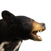 Black Bear Shoulder Mount