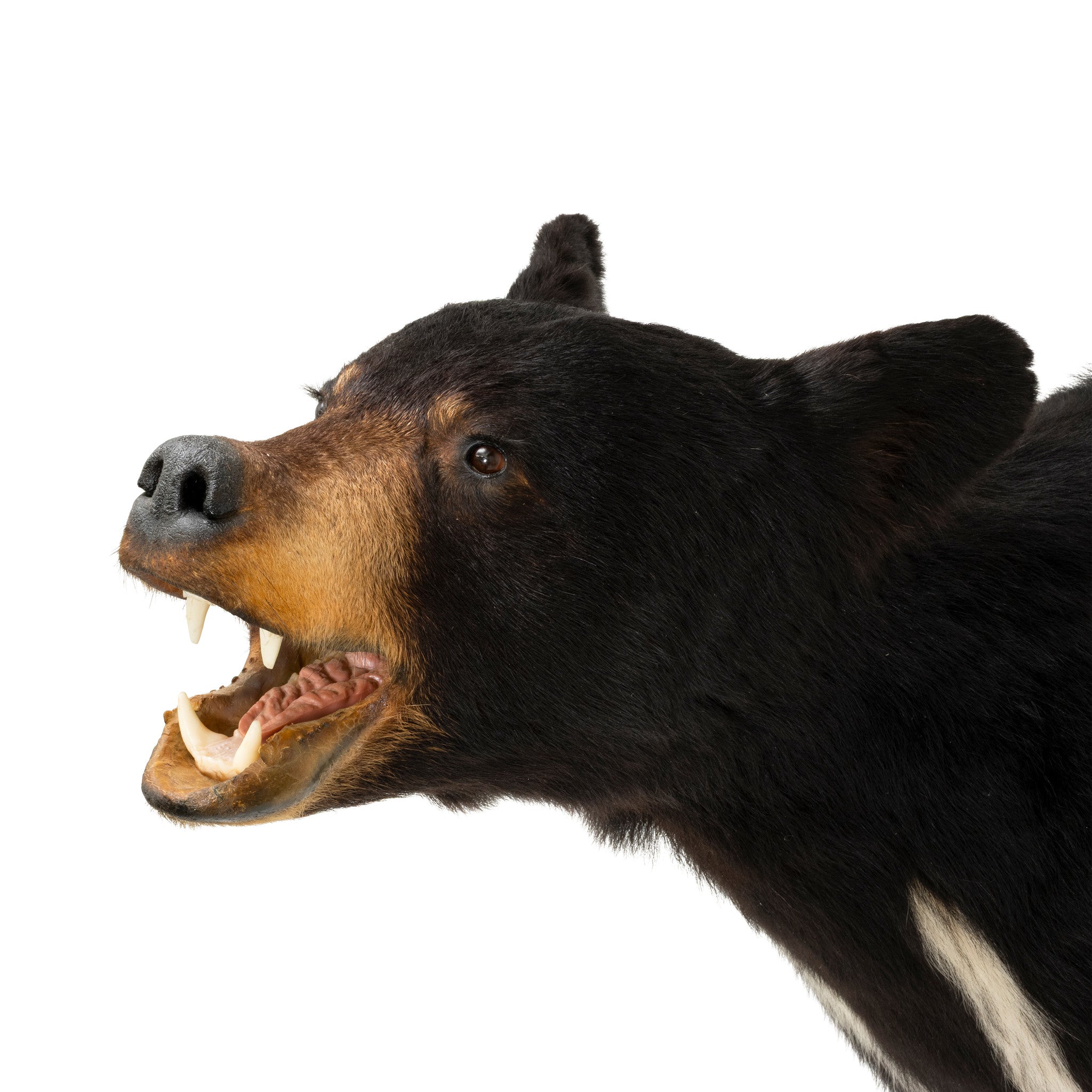 Black Bear Shoulder Mount