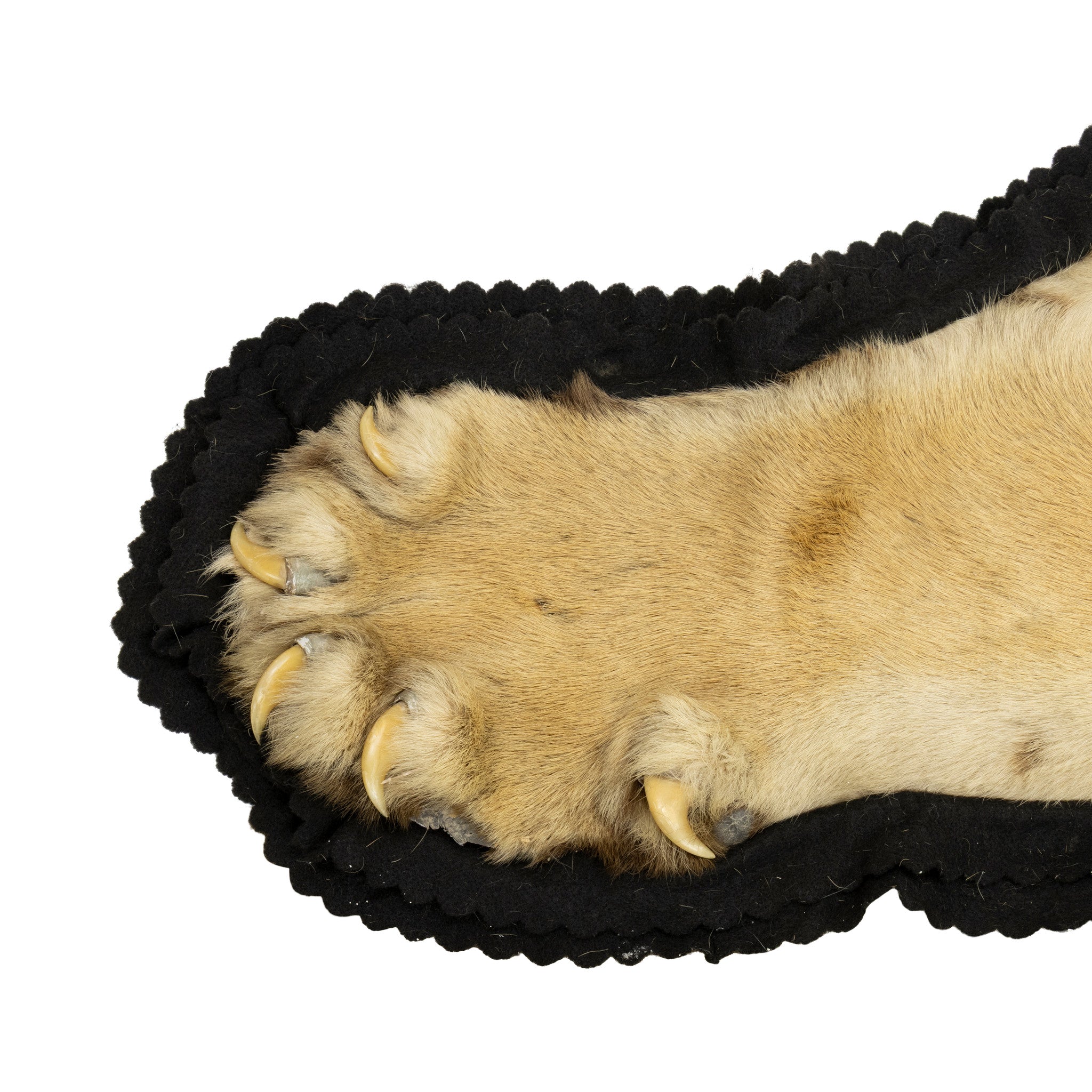Tiger Rug