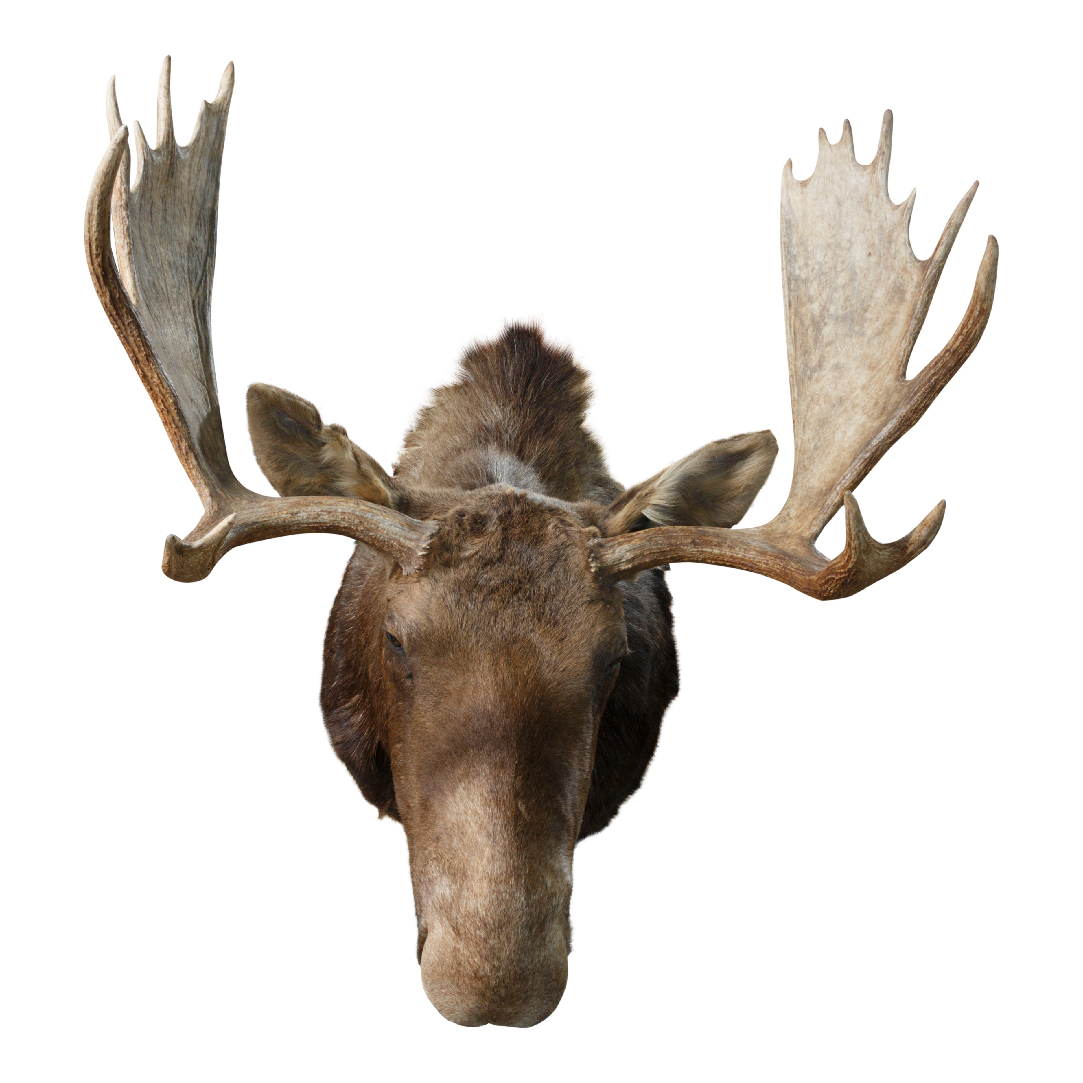 Shiras Moose Shoulder Mount