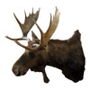 Shiras Moose Shoulder Mount