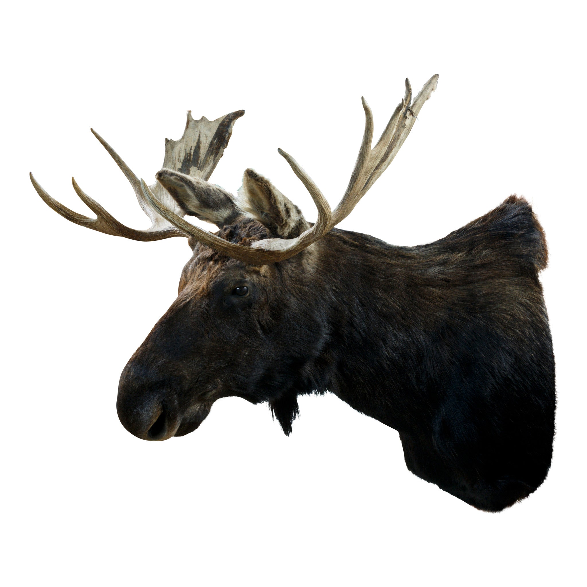 Shiras Moose Mount