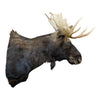 Shiras Moose Mount