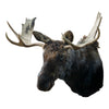 Shiras Moose Mount