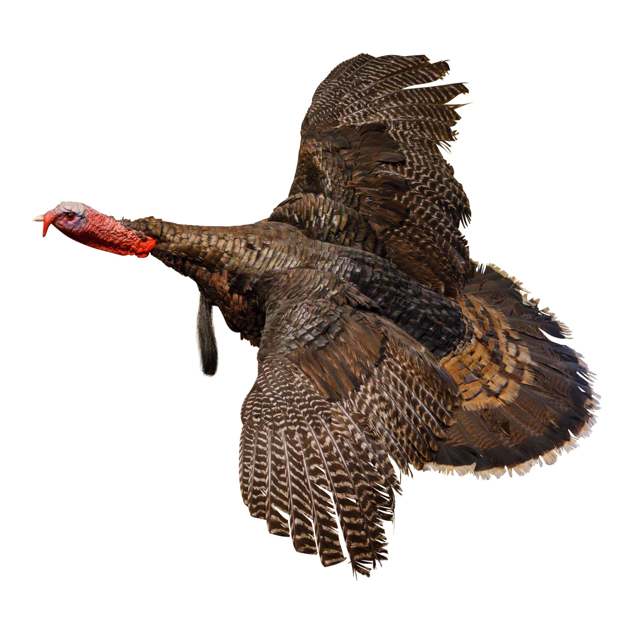 Flying Turkey Mount, Furnishings, Taxidermy, Bird