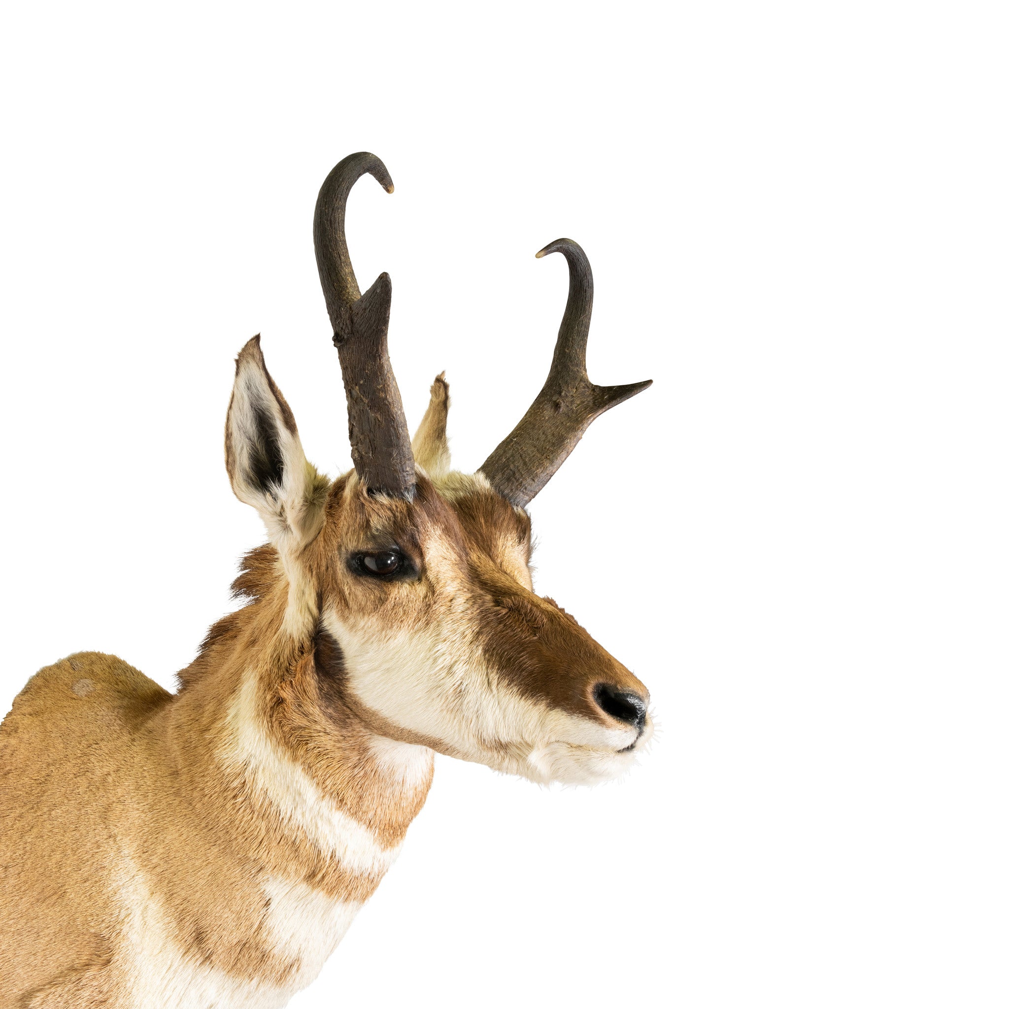 Antelope Buck Mount