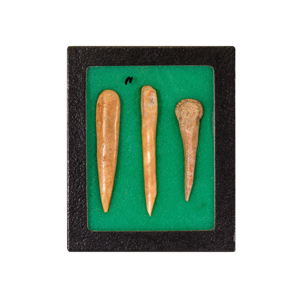 Antler and Cannon Bone Awls, Native, Stone and Tools, Bone