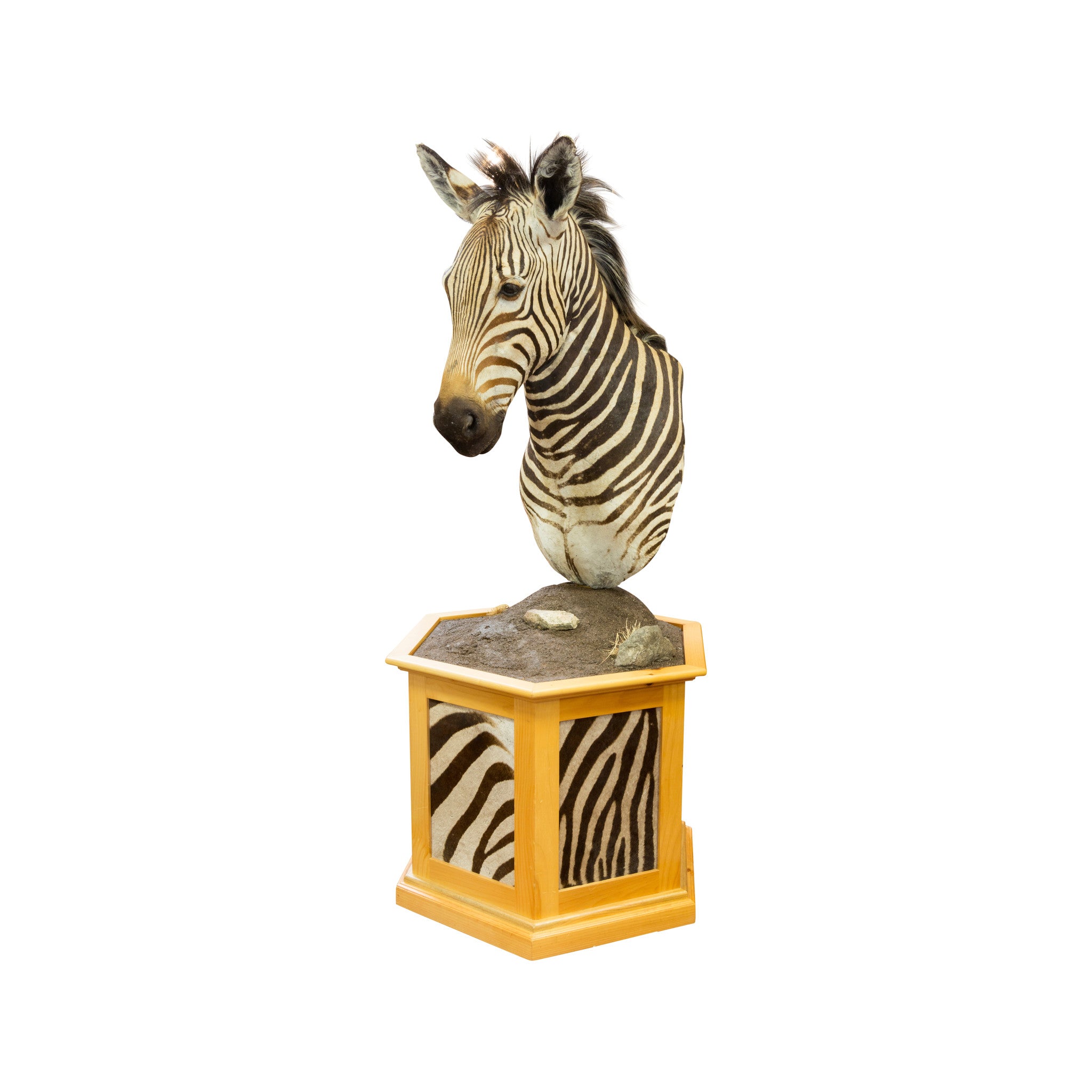 African Hartman Zebra, Furnishings, Taxidermy, African