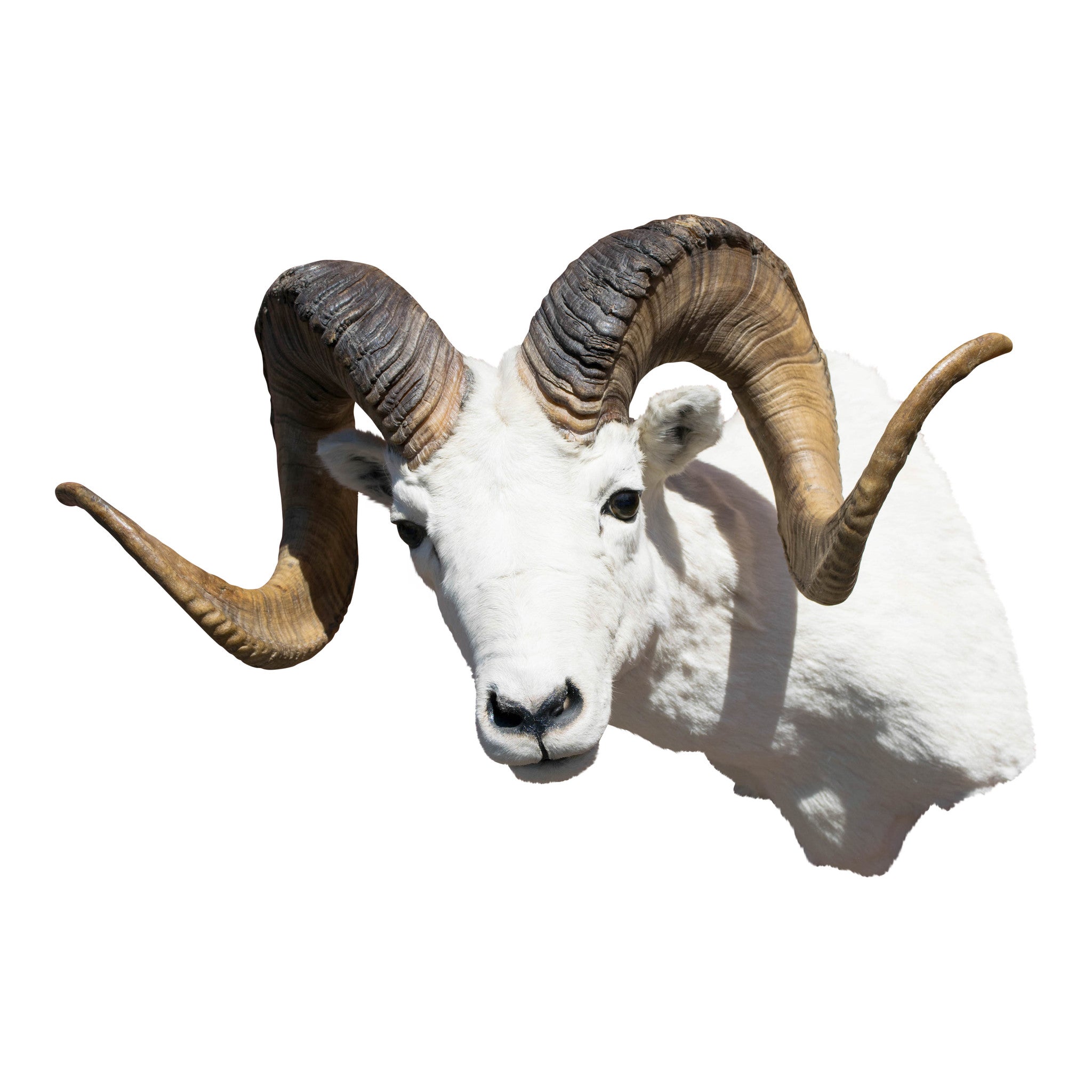 Dall Ram, Furnishings, Taxidermy, Ram