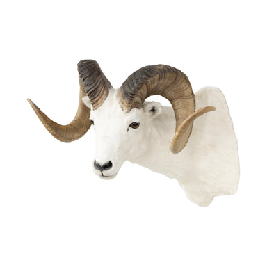 Dall Ram, Furnishings, Taxidermy, Ram