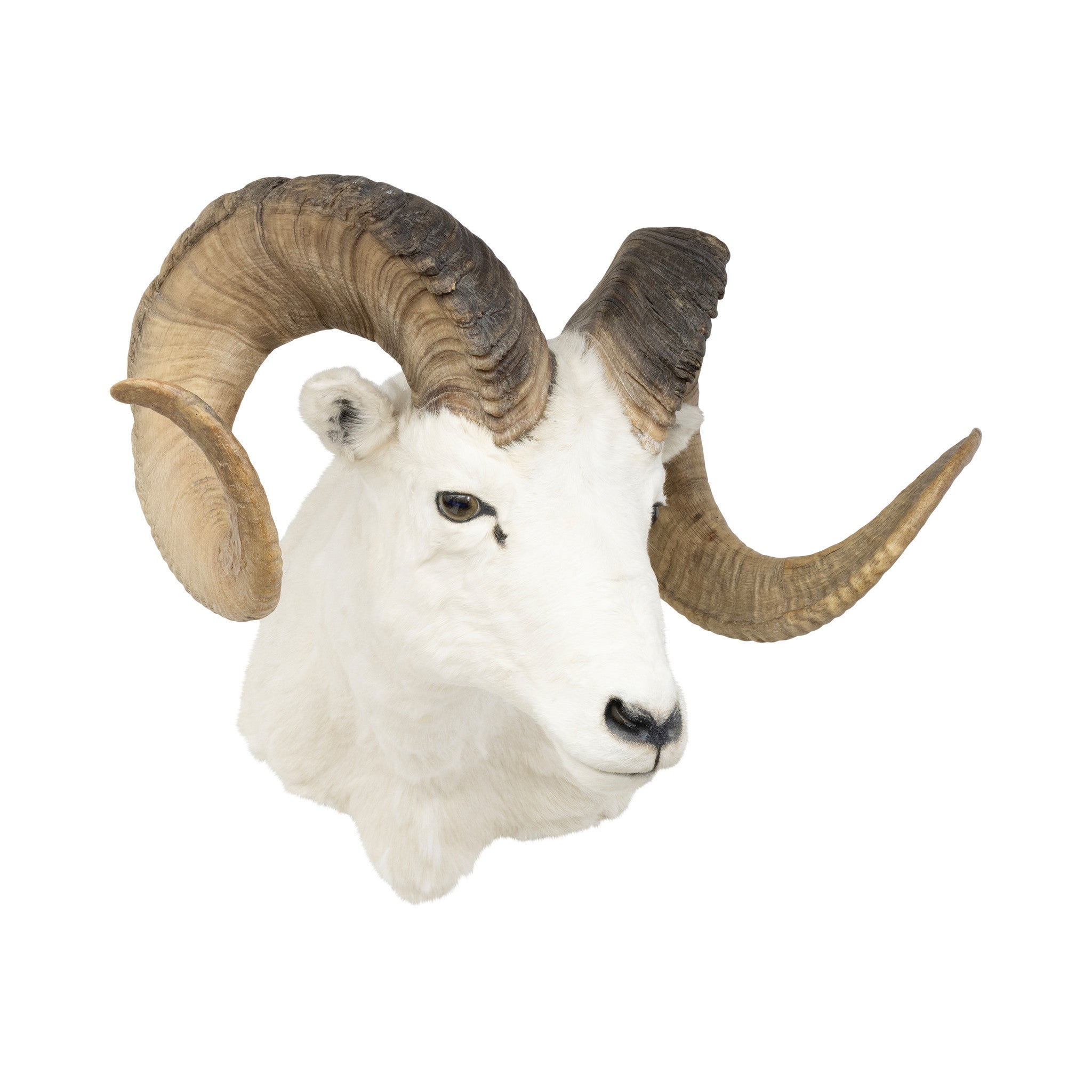 Dall Ram