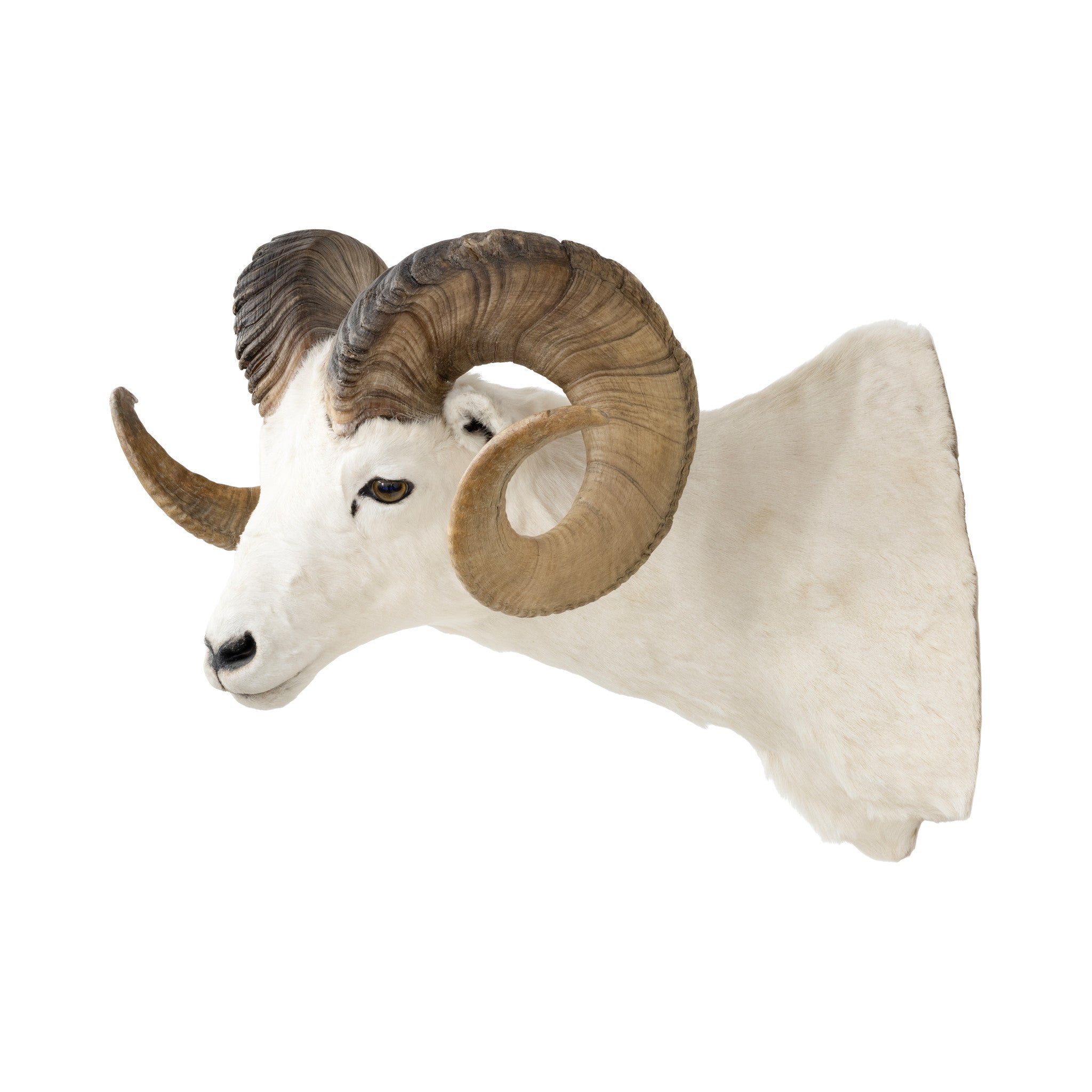 Dall Ram