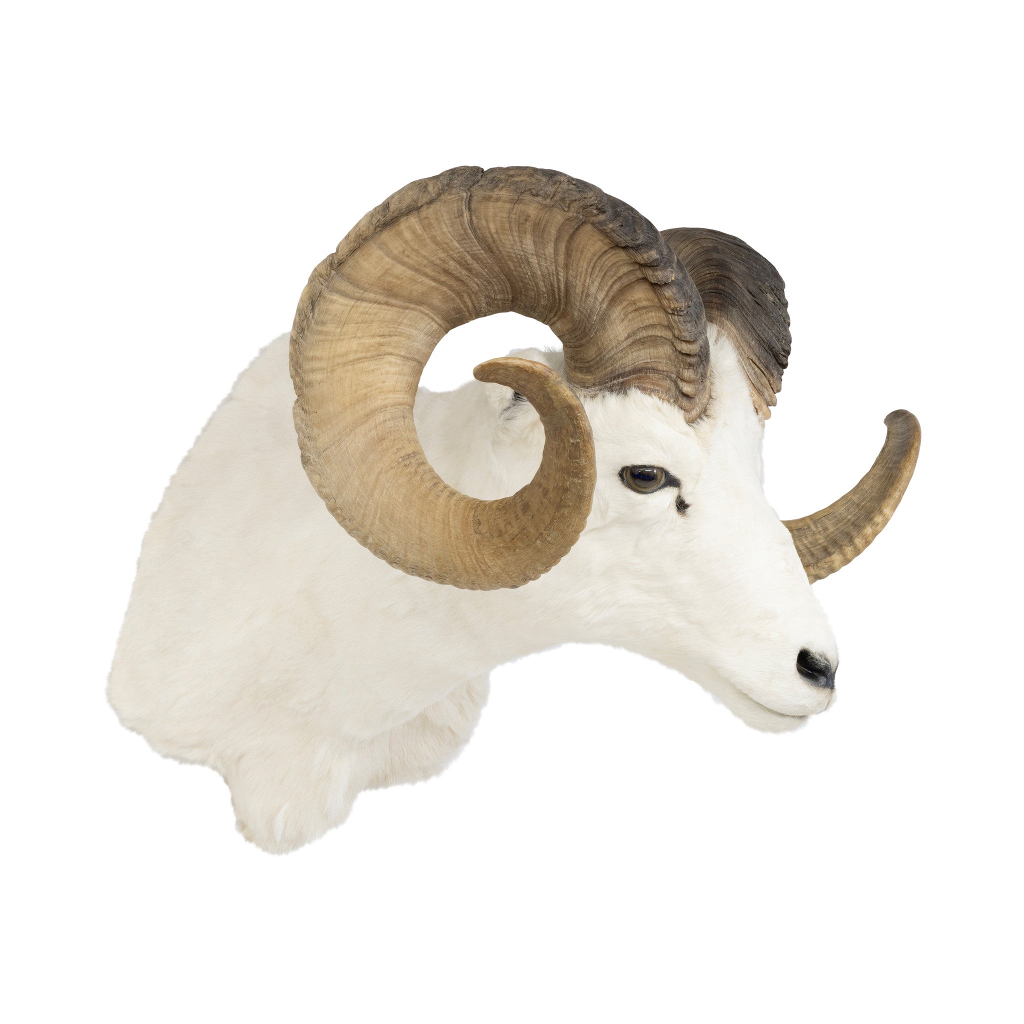 Dall Ram