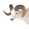 Dall Ram