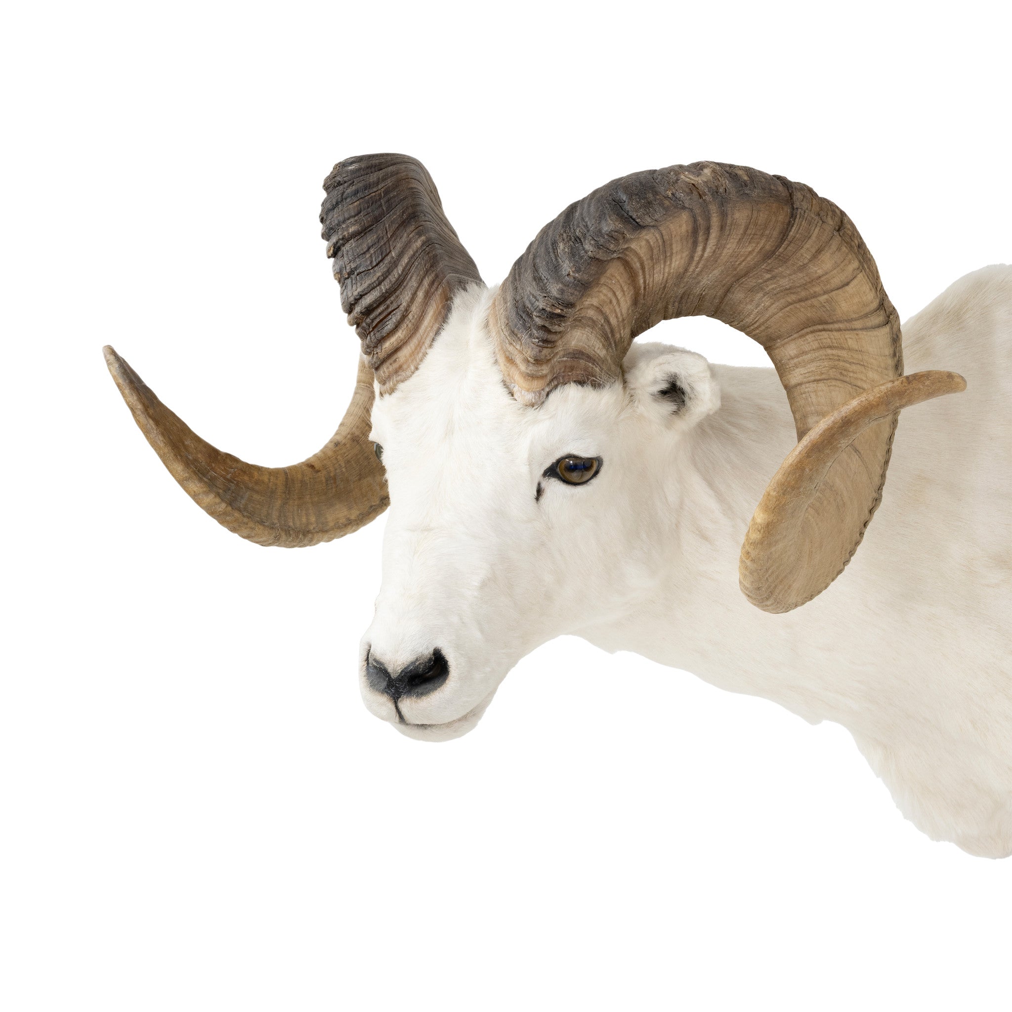 Dall Ram