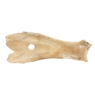 Buffalo Scapula Scraper, Native, Stone and Tools, Bone