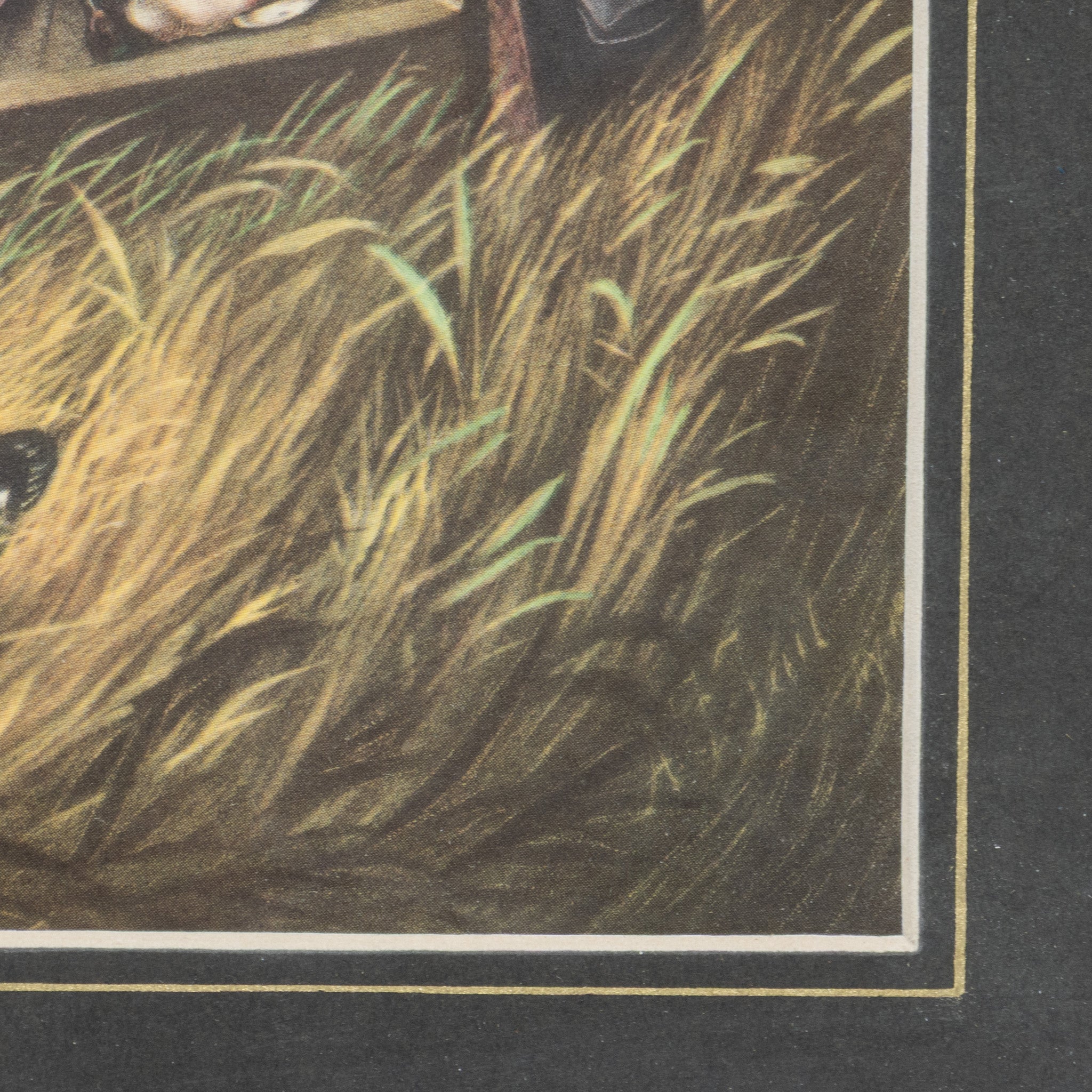 Wild Duck Shooting "A Good Day's Sport"