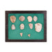 Missouri Scrapers and Points, Native, Stone and Tools, Arrowhead