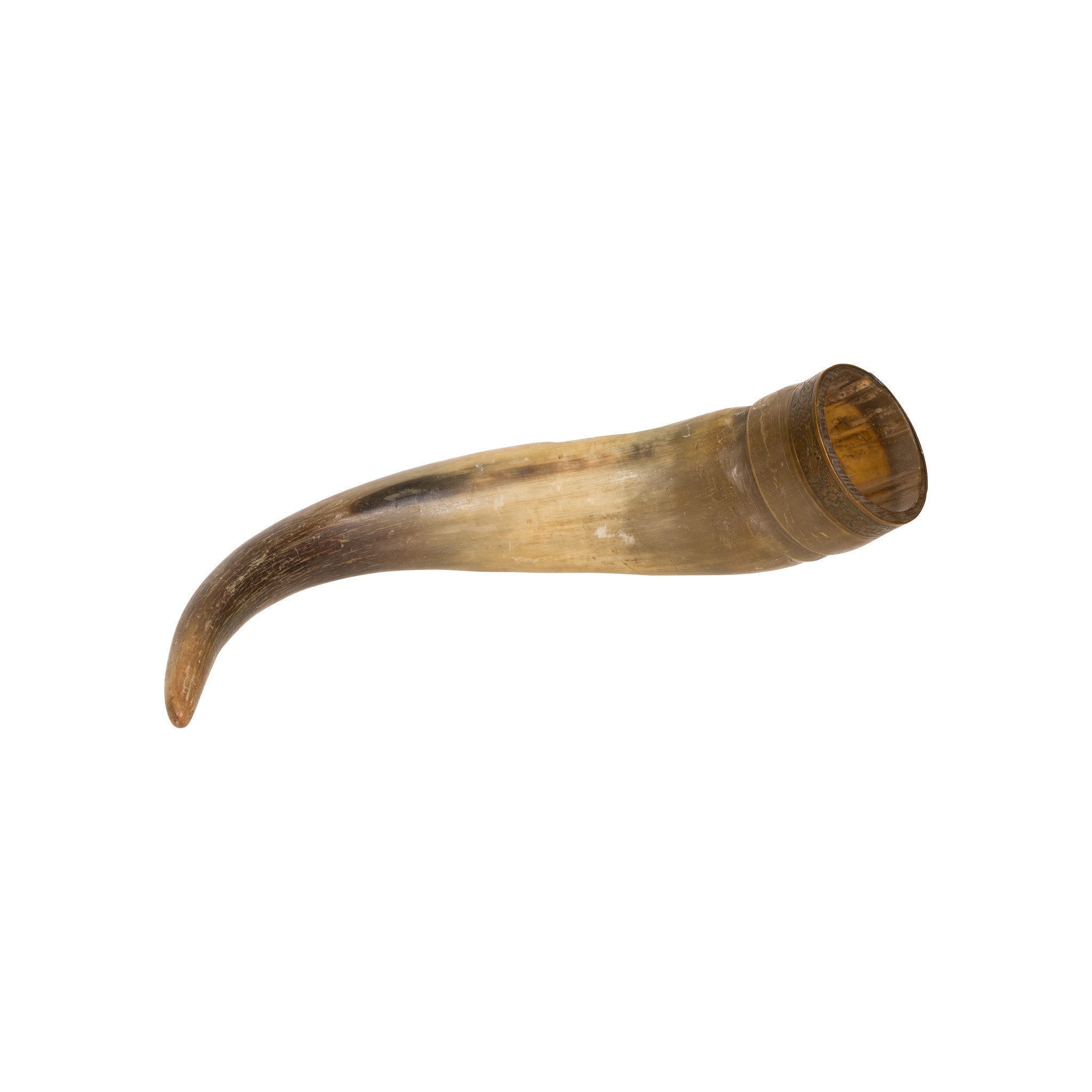 Steer Drinking Horn