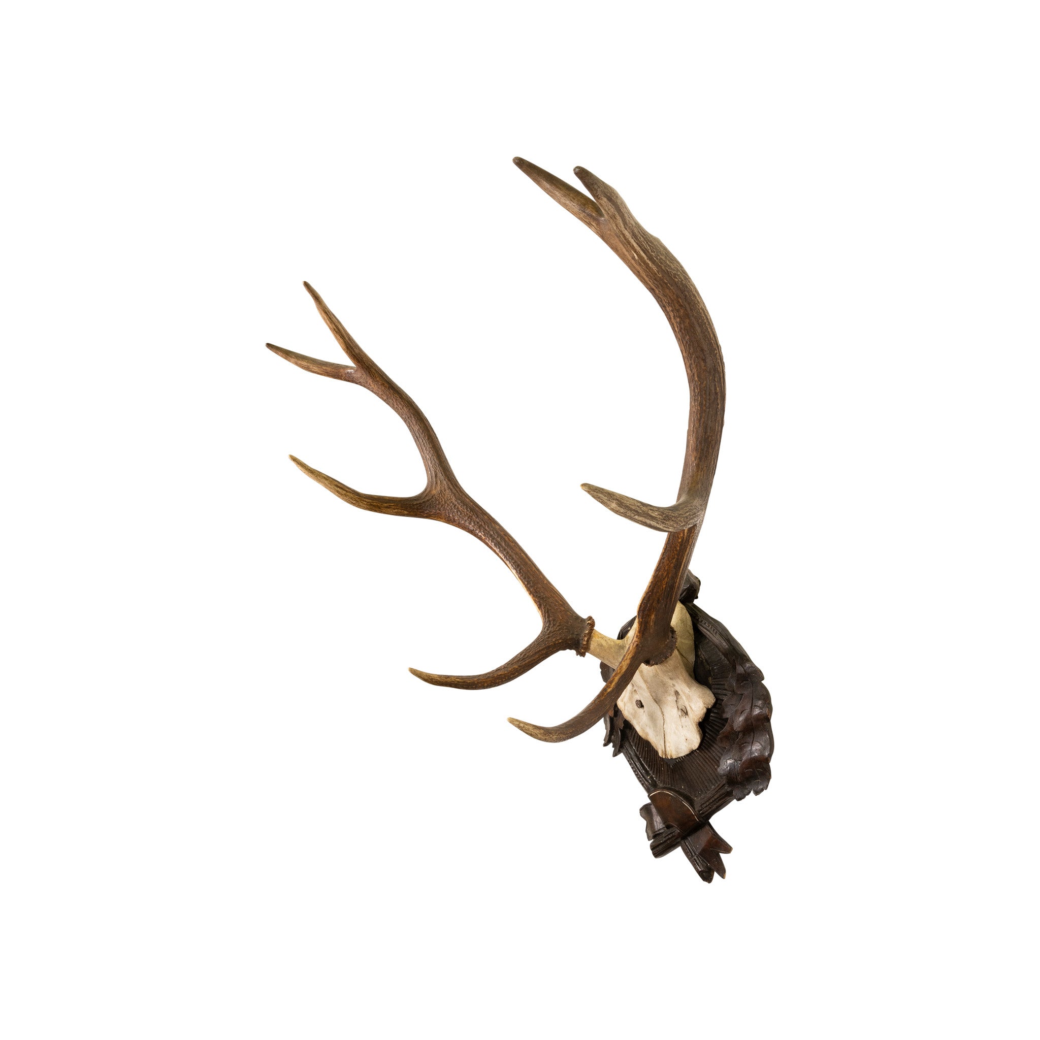 Red Stag Trophy Mount