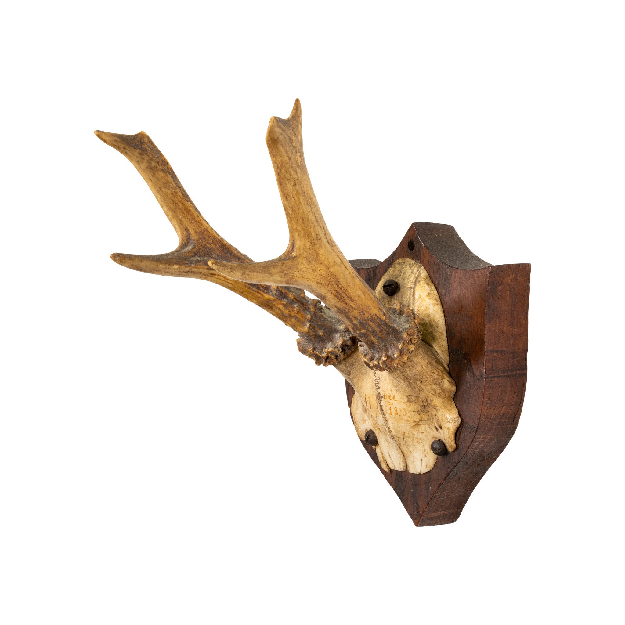Roe Deer Collection