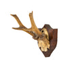 Roe Deer Collection