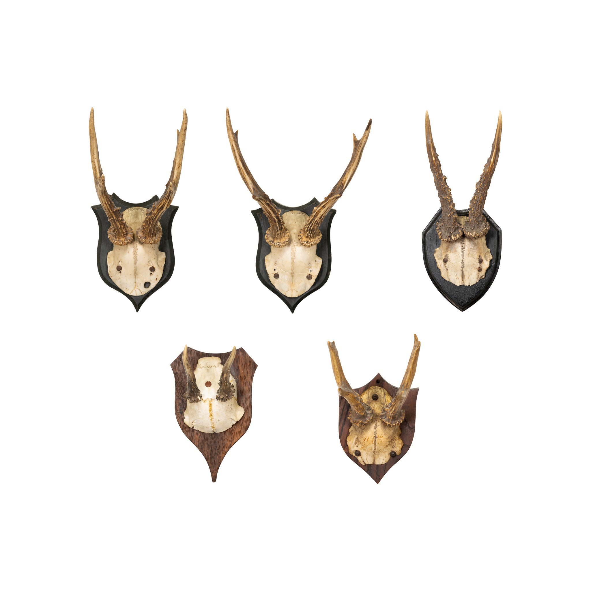 Roe Deer Collection, Furnishings, Taxidermy, Deer