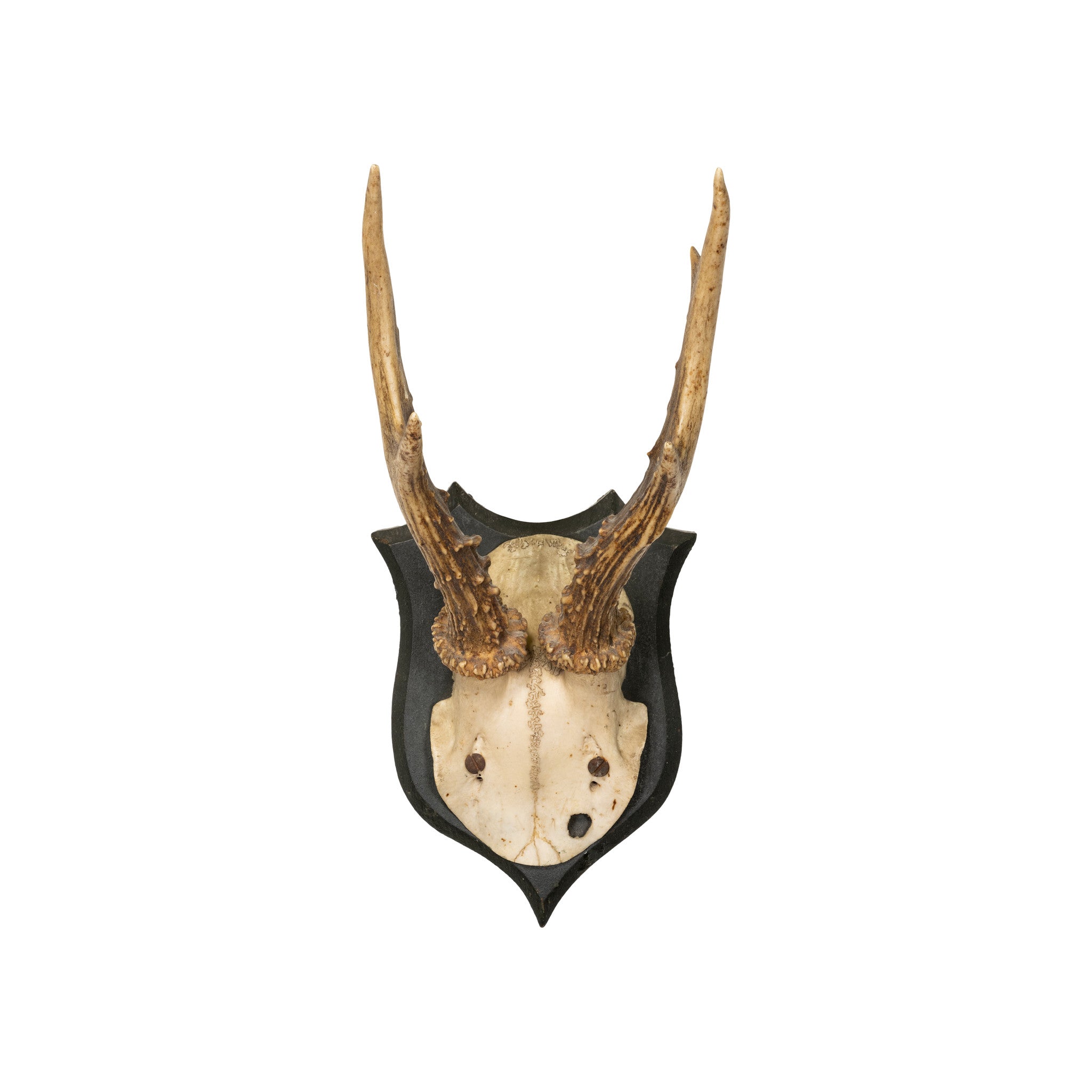 Roe Deer Collection