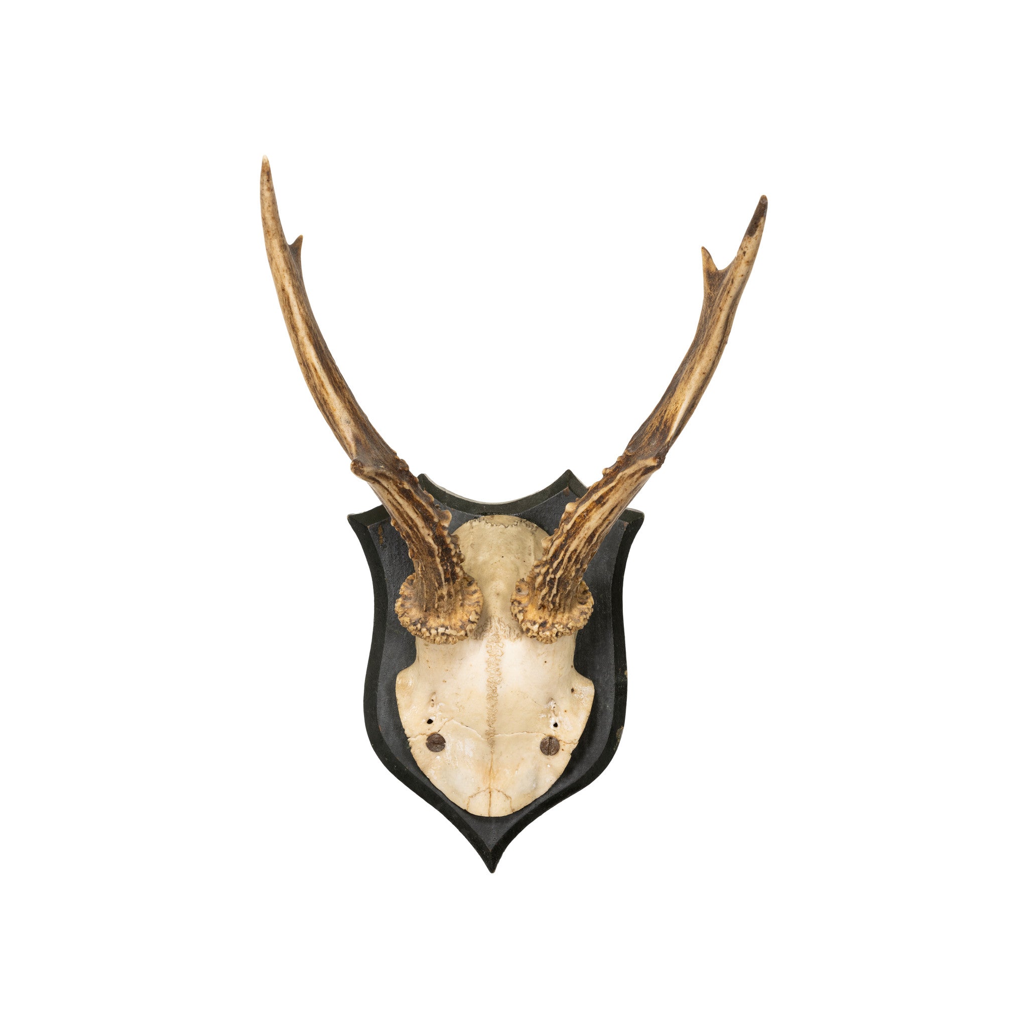 Roe Deer Collection