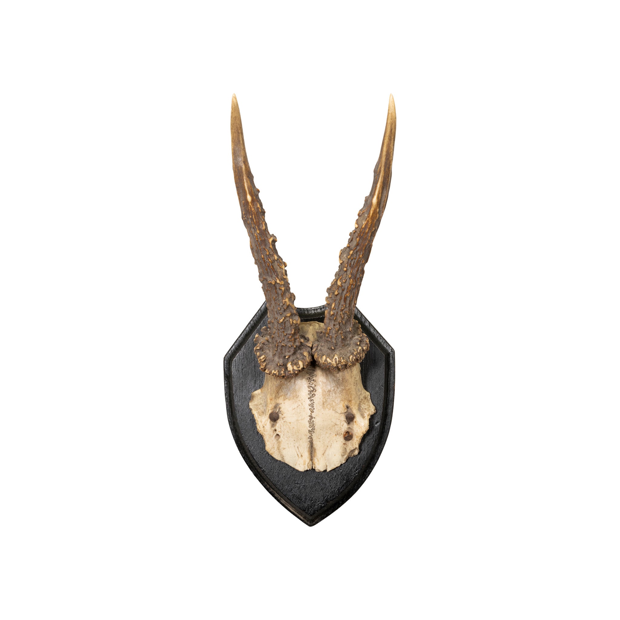 Roe Deer Collection