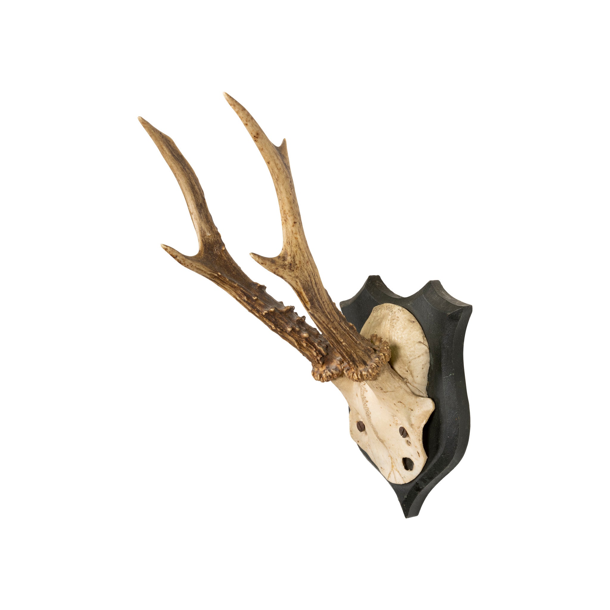 Roe Deer Collection