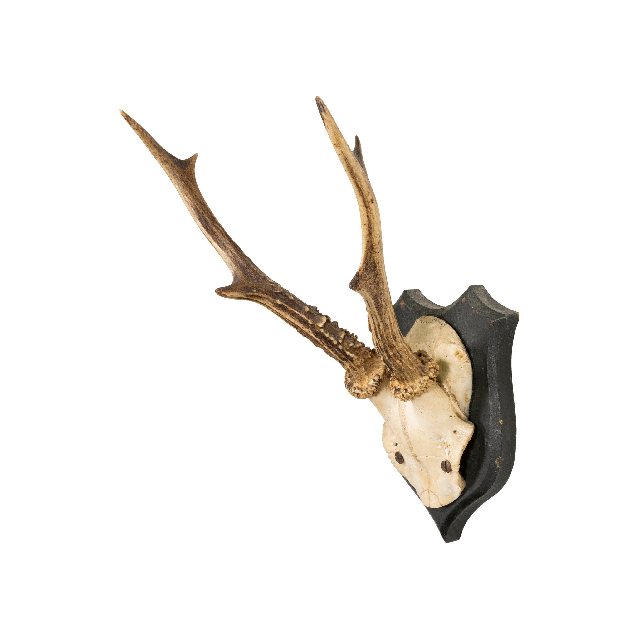 Roe Deer Collection