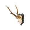 Roe Deer Collection