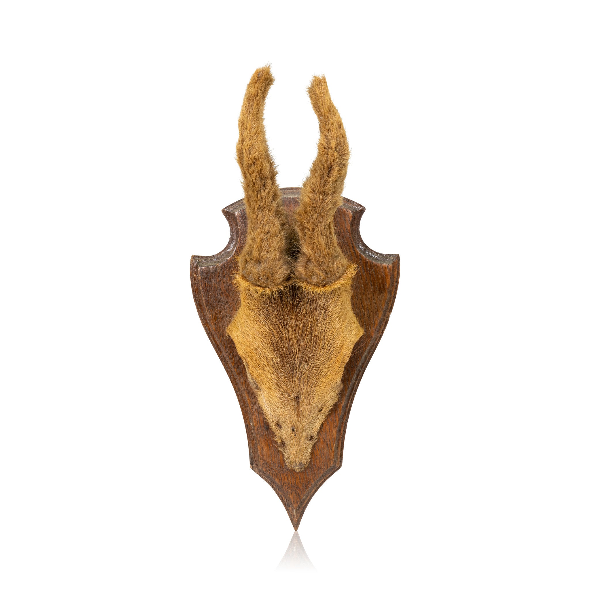 Roe Deer Plaque, Furnishings, Taxidermy, Deer
