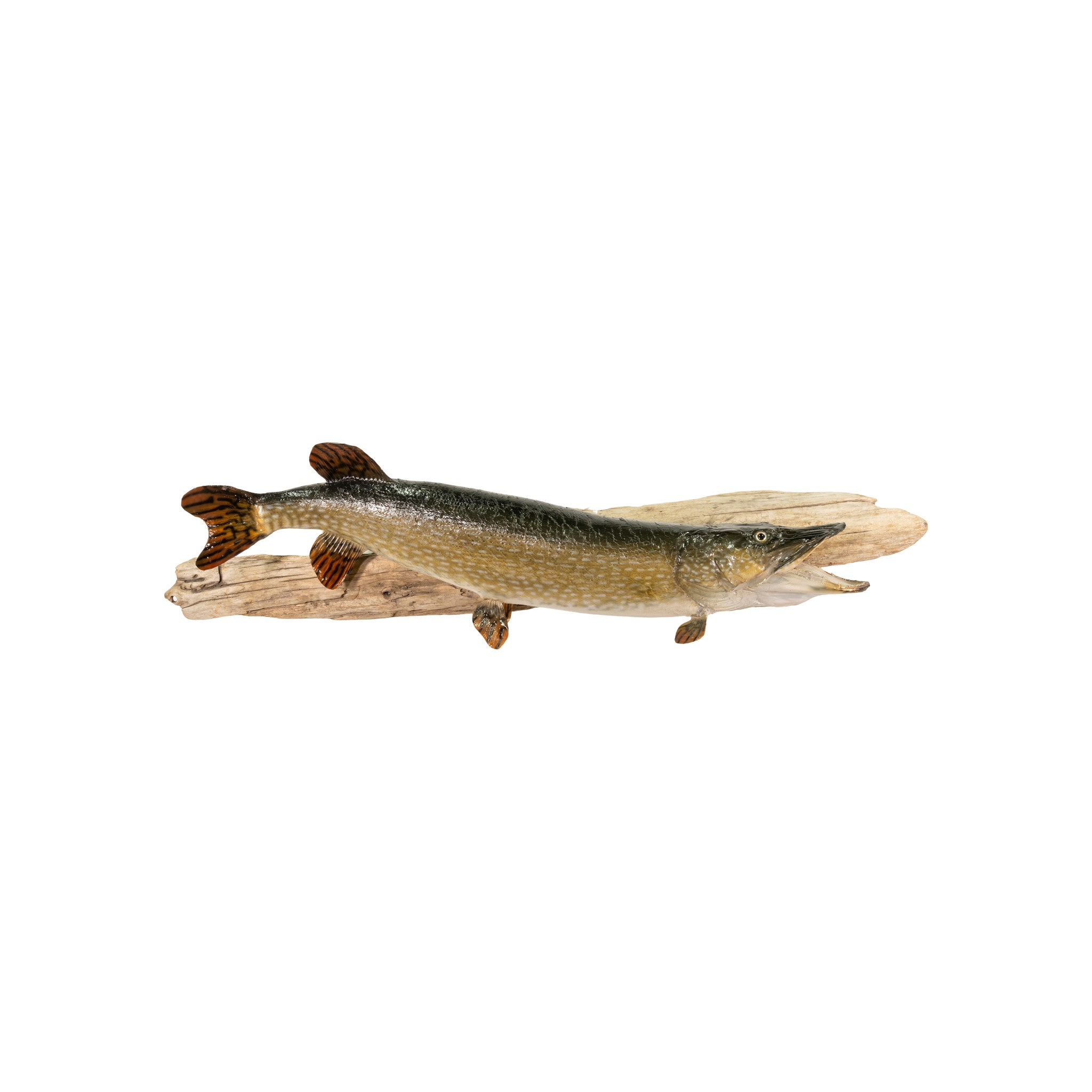 Northern Pike Skin Mount, Furnishings, Taxidermy, Fish