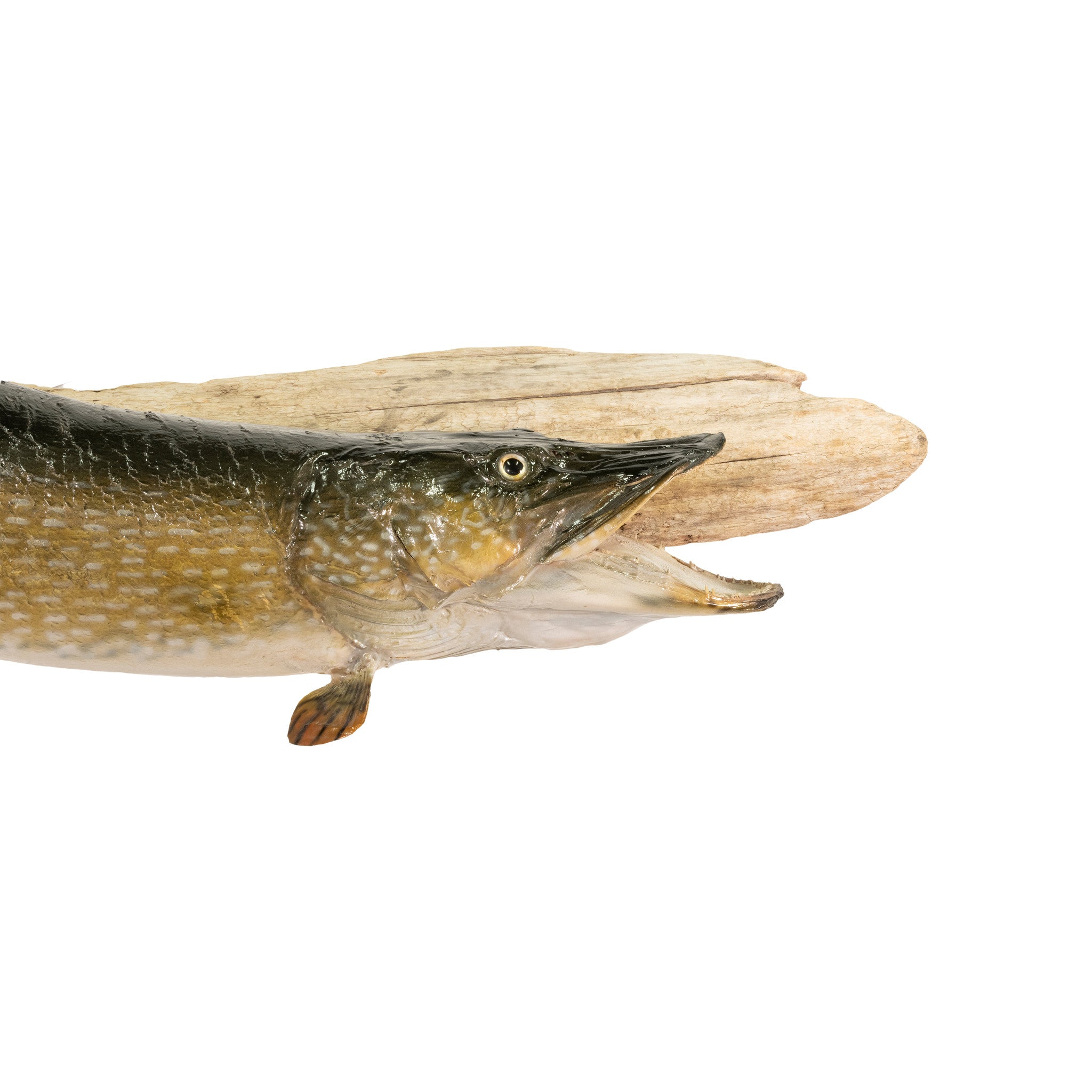 Northern Pike Skin Mount