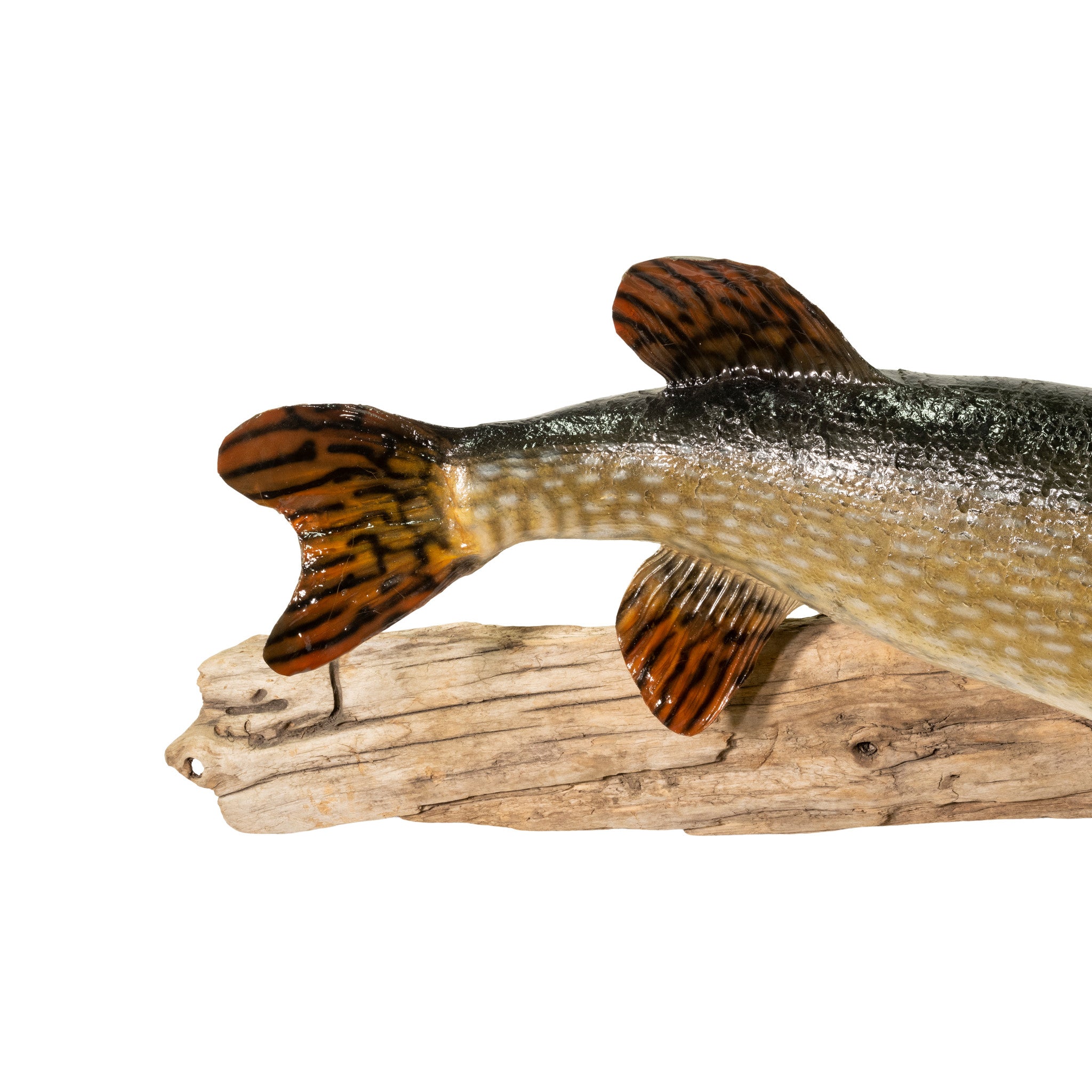 Northern Pike Skin Mount