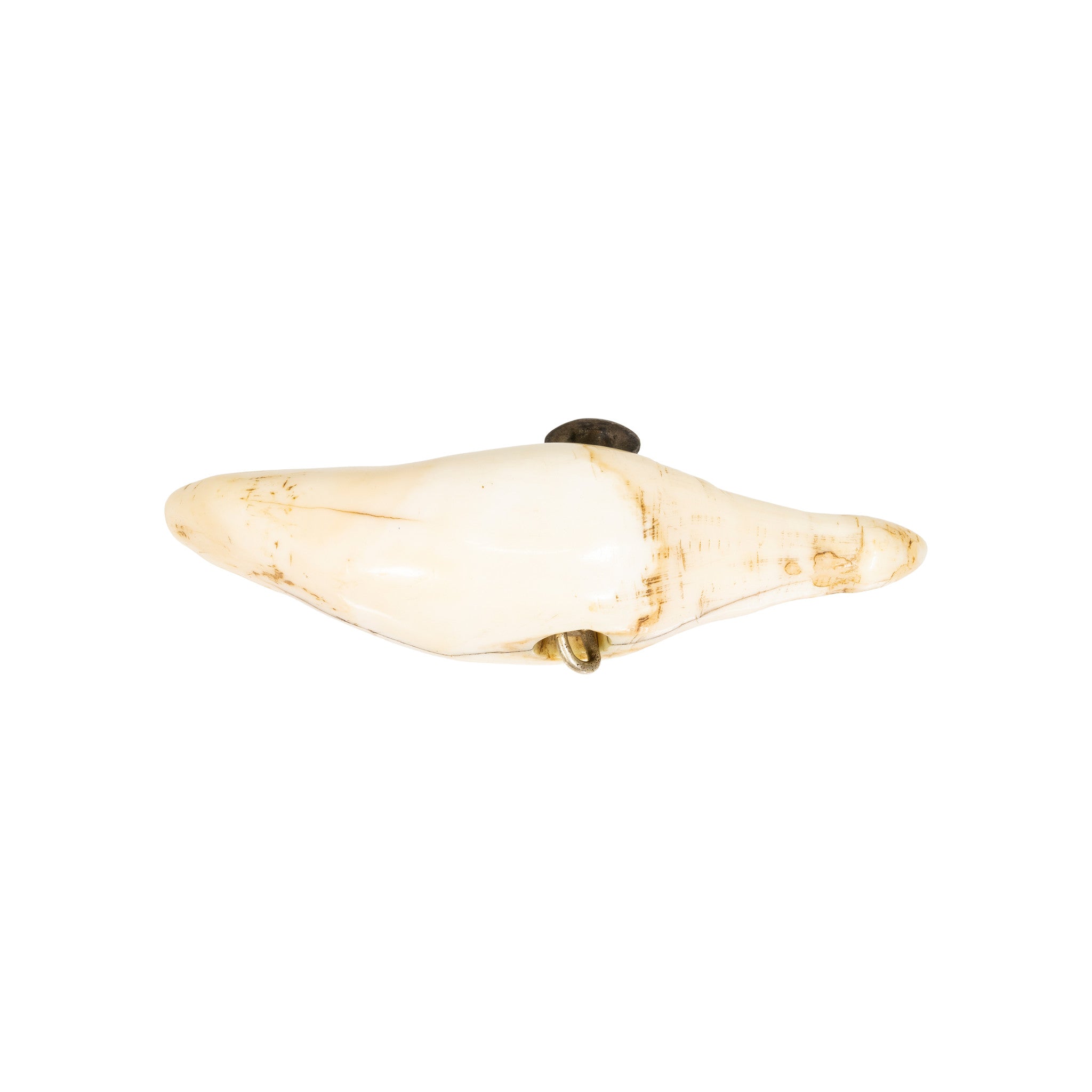 Polar Bear Tooth Toggle