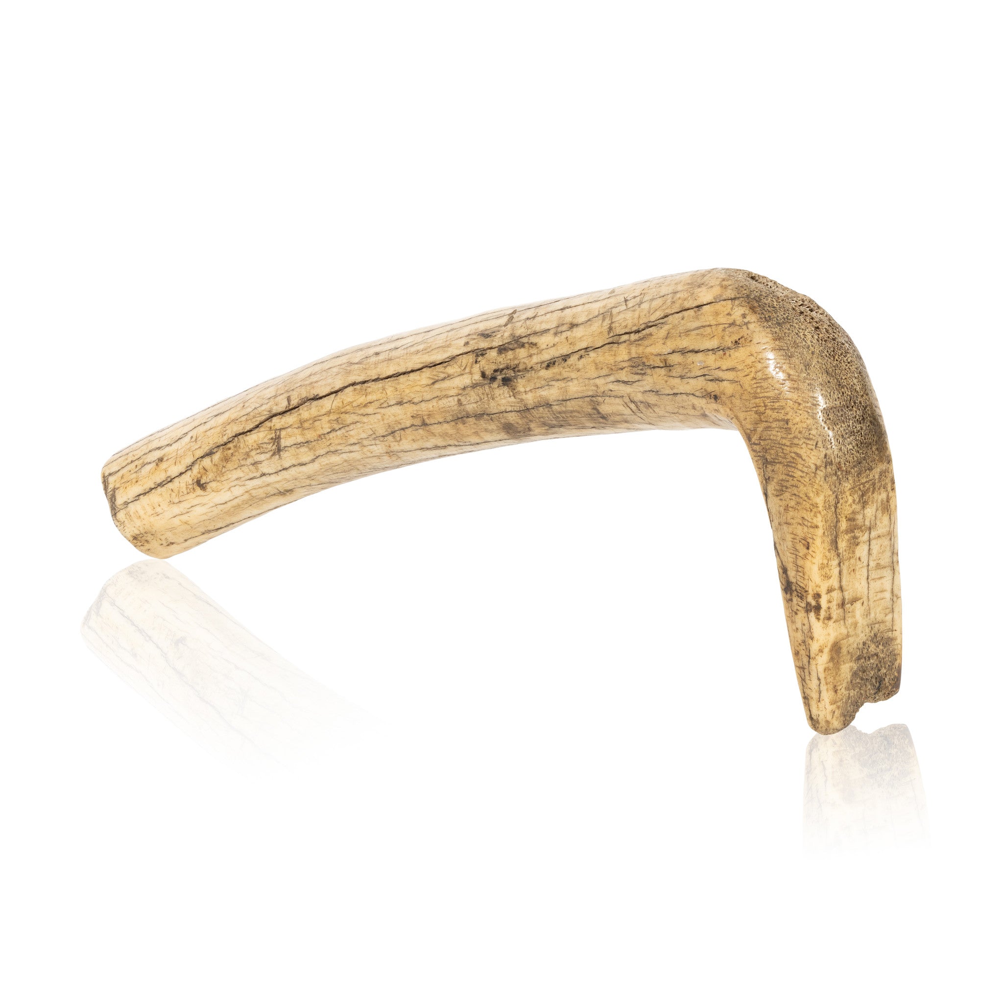 Elk Antler Hide Scraper, Native, Stone and Tools, Hide Scraper
