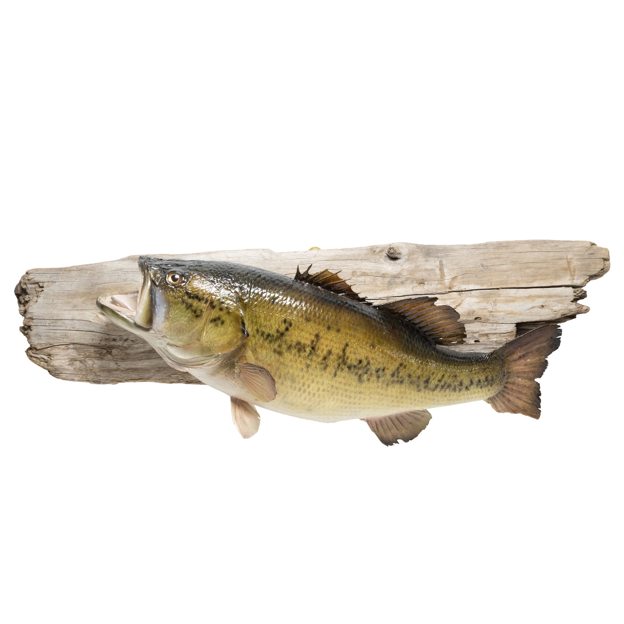 Minnesota Largemouth Bass Skin Mount, Furnishings, Taxidermy, Fish