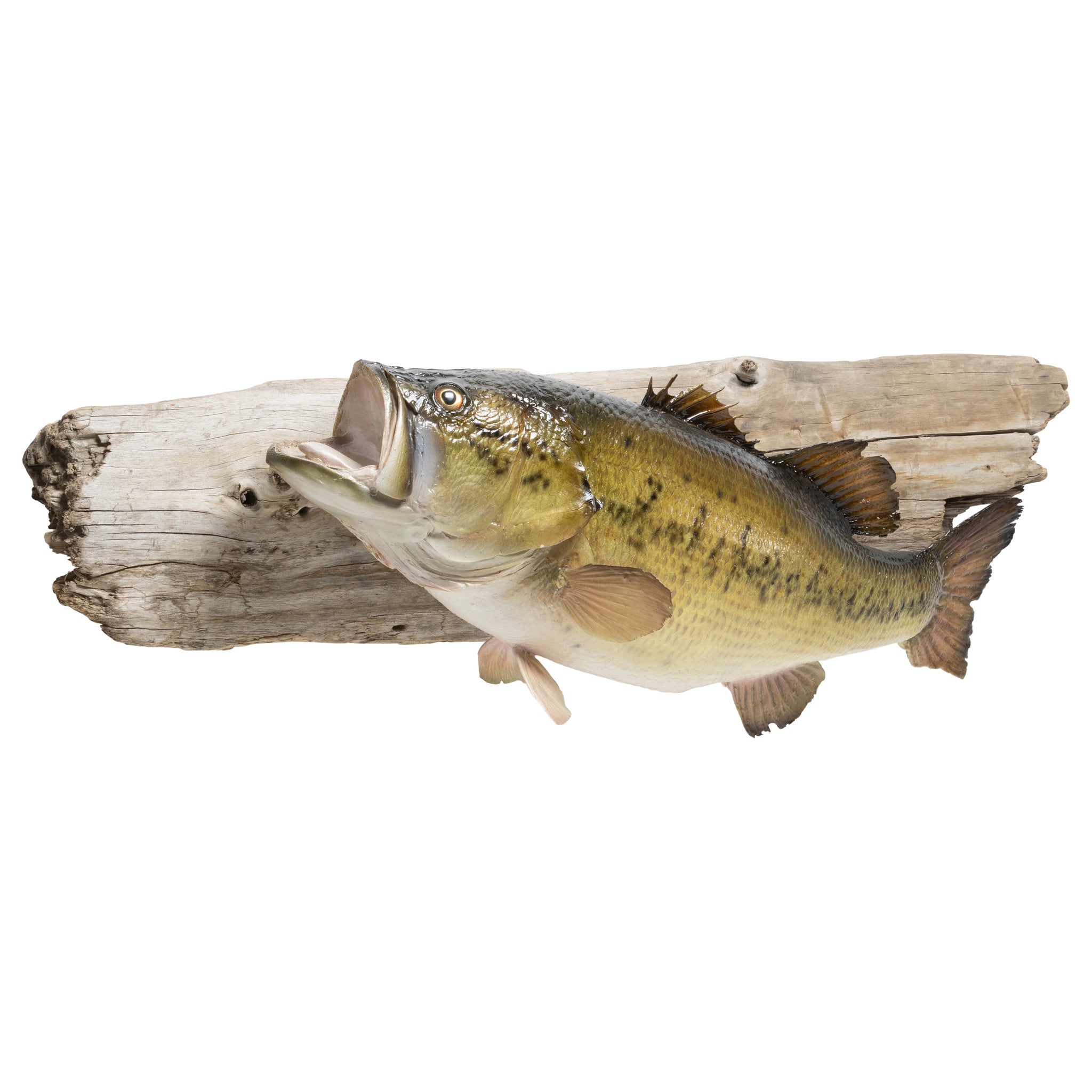 Minnesota Largemouth Bass Skin Mount