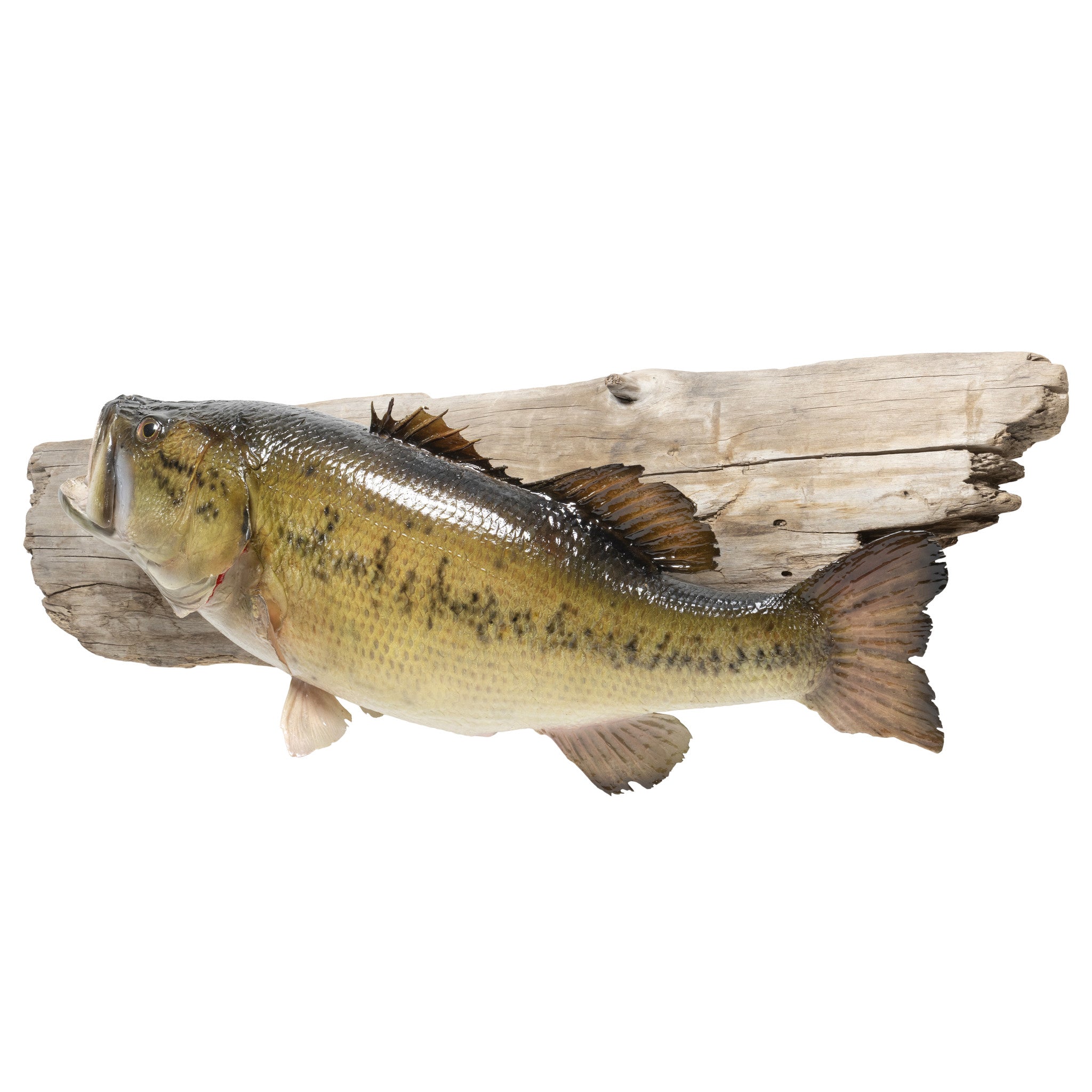 Minnesota Largemouth Bass Skin Mount