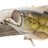 Minnesota Largemouth Bass Skin Mount