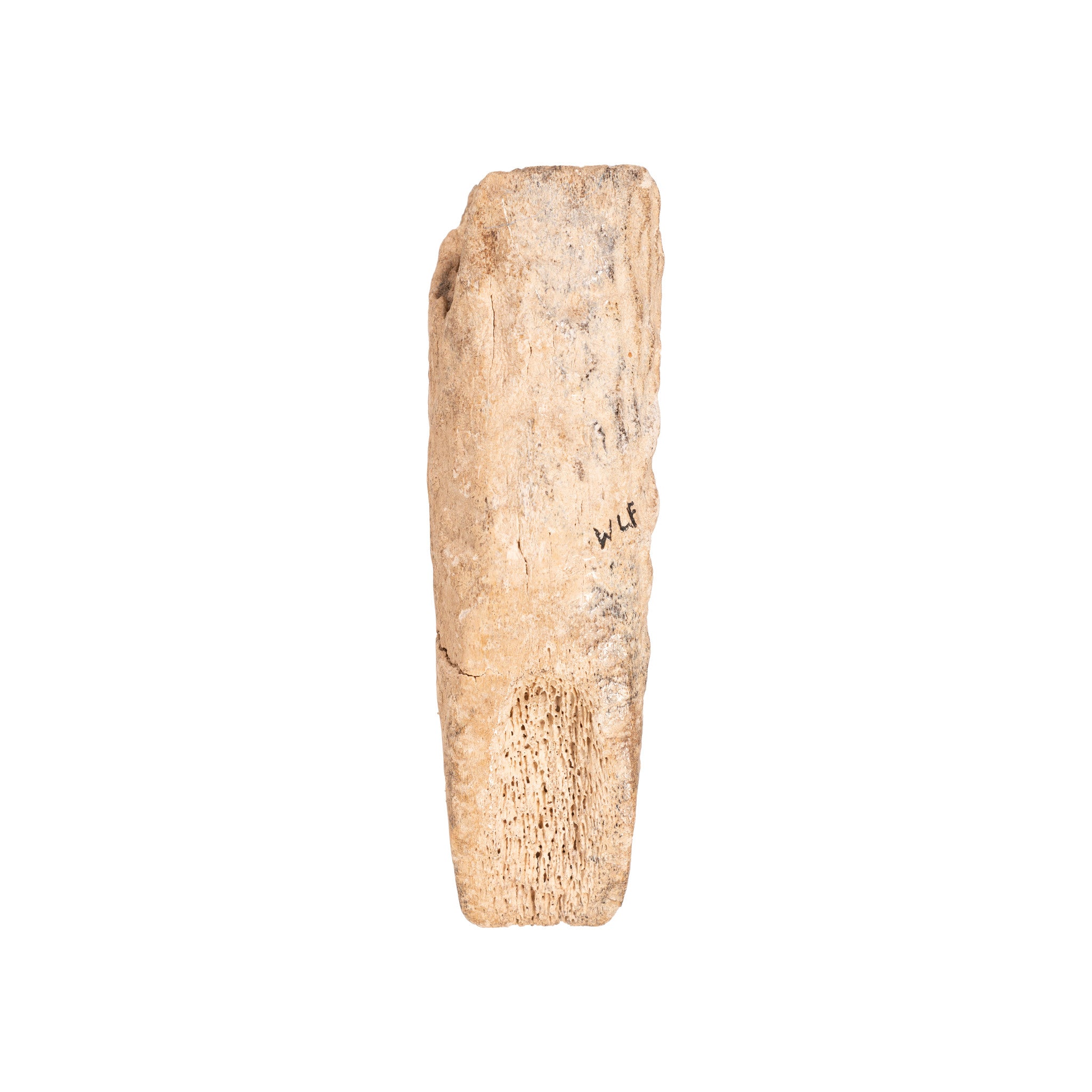 Elk Antler Gouge
