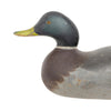 Mason Mallard Drake