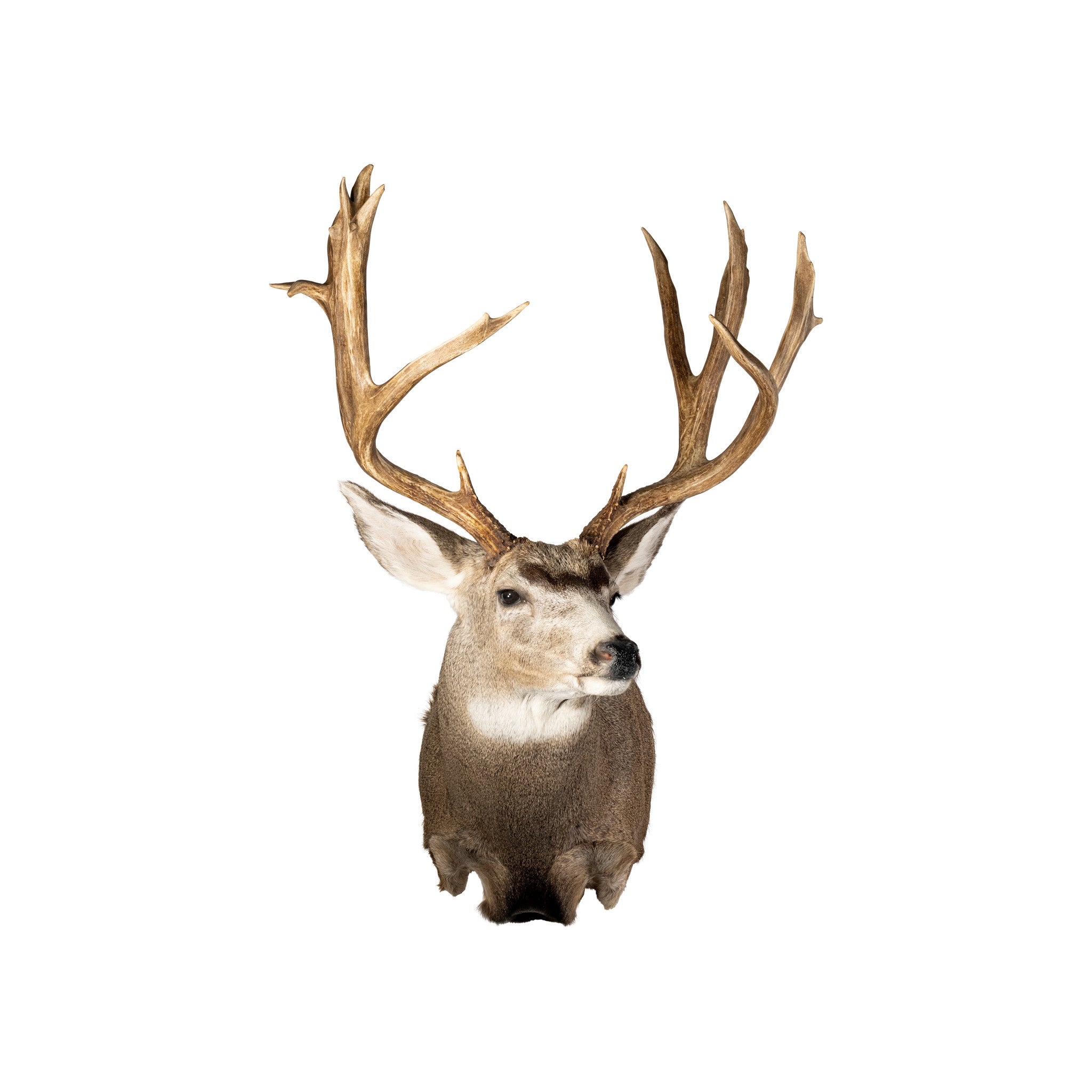 Idaho Mule Deer Mount